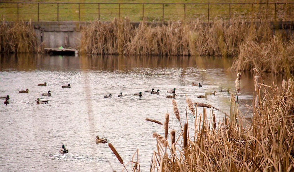 Утки в озере парка Кинь-Грусть