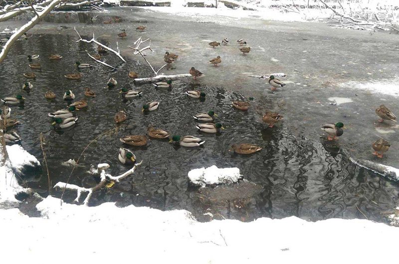 Дикие утки в парке "Пуща-Водица"
