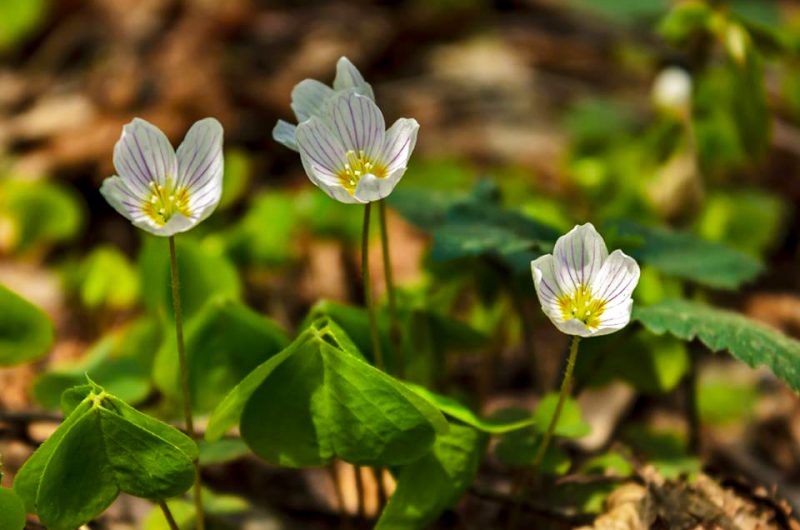 Сезон цветения растений в парке "Пуща-Водица"